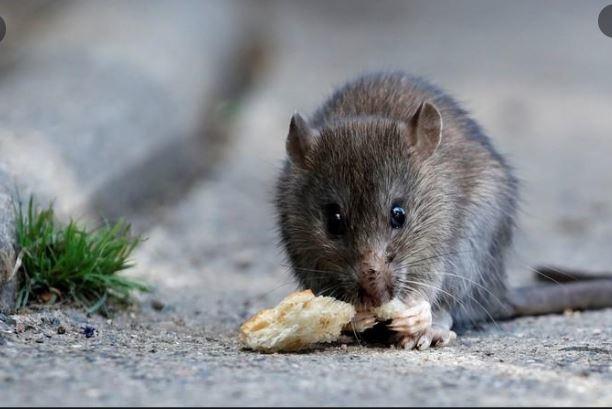 new-york-city-rats-found-infected-with-virus-that-causes-covid-new