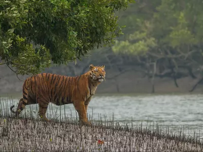 Ramgarh Vishdhari Sanctuary: India Gets It 52nd Tiger Reserve In Rajasthan