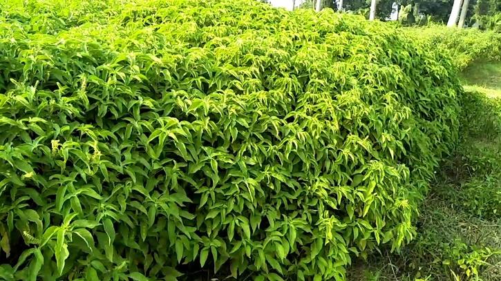 tulsi-cultivation-