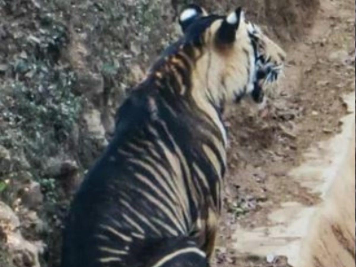 Mystery Behind Odisha's Rare, Endemic 'Black Tigers' Unraveled ...