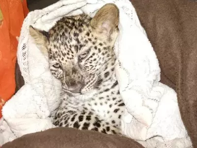 cub rescued