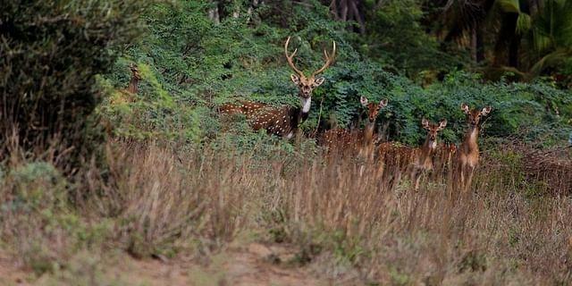 Spotted Deer