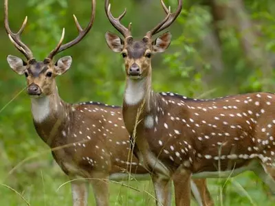 Feral Dogs Kill Three Deer At Delhi Zoo