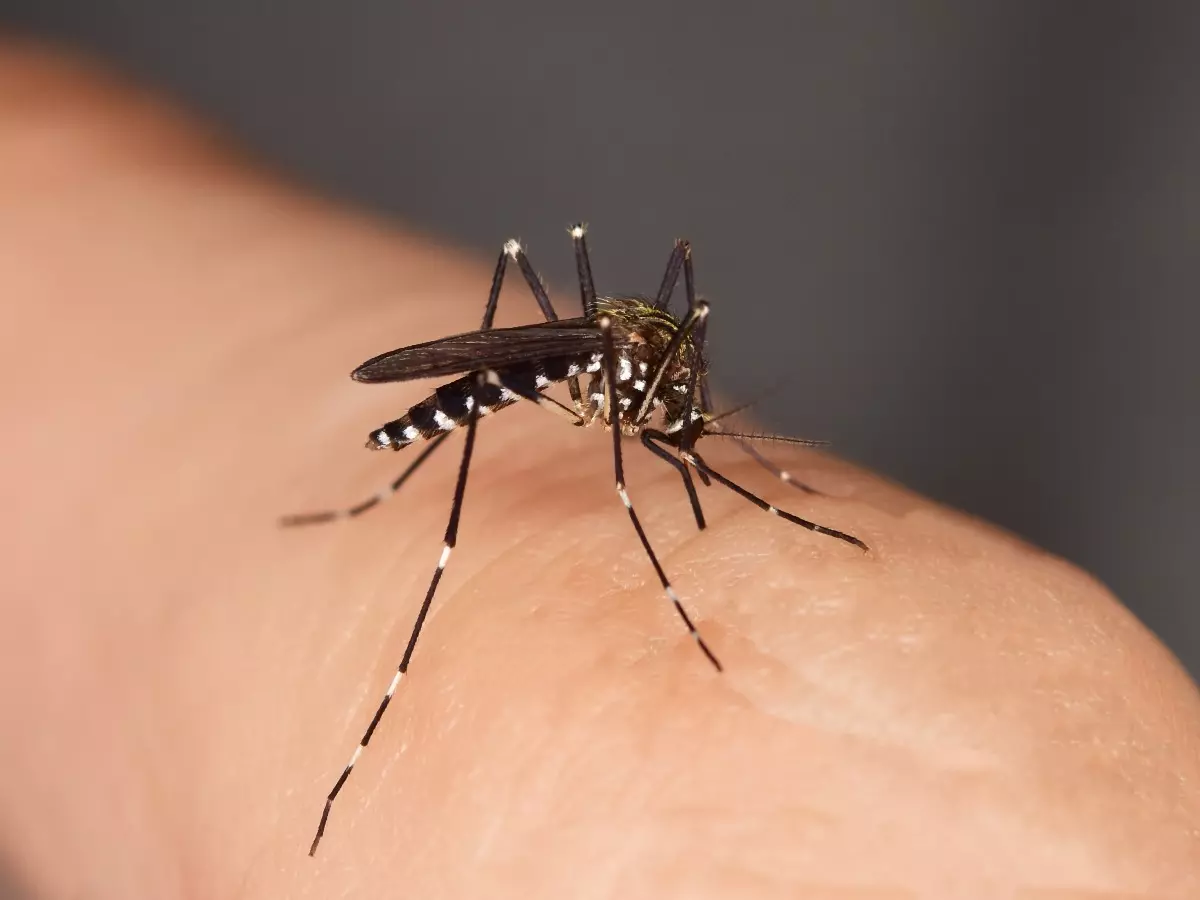 dengue-mosquito