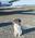 dog-in-airport