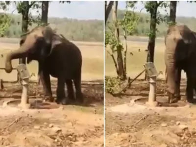 A video of an elephant drinking water from a handpump is going viral and for all the right reasons. 