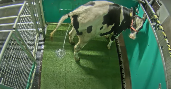 cow urinating