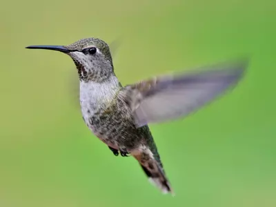 hummingbird flying photo