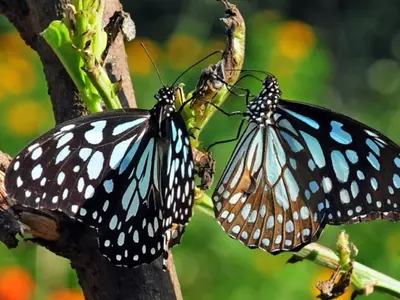 Indian butterflies
