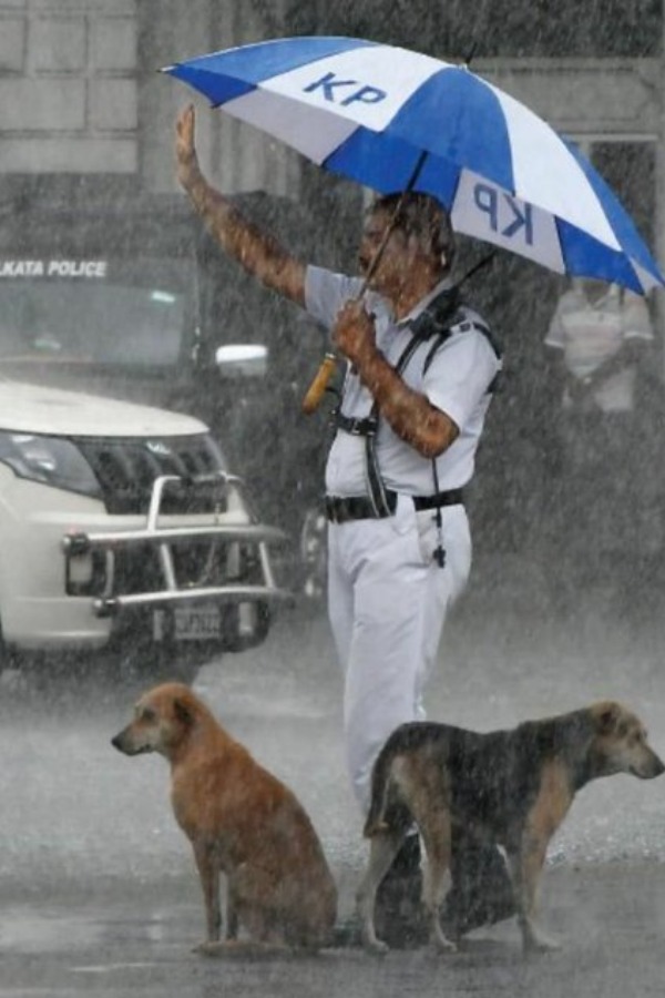 Heartwarming! Kolkata Cop Gives Shelter To Stray Dogs Under His Umbrella Heartwarming! Kolkata Cop Gives Shelter To Stray Dogs Under His Umbrella