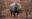 rhinoceros-with-his-horn