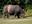 rhinoceros in forest