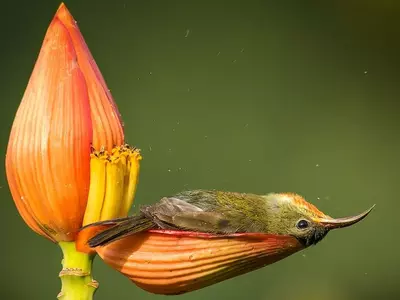 sunbird sleeping flower petal