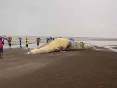 whale carcass maharashtra