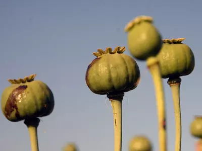 taliban ban cultivation of opium
