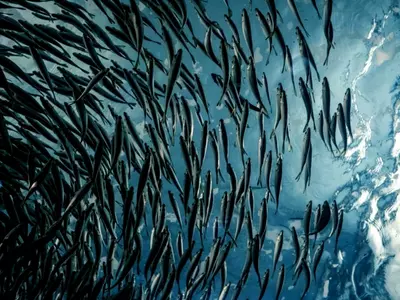 Most Marine Life Would Be Extinct Before 2300 Due To Greenhouse Gas Emissions