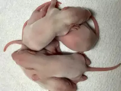 Sperm Cells Developed In Rats Show Promising Infertility Treatment