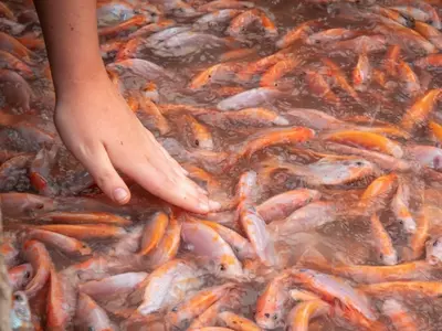 The Aquaconnect Journey: Improving India's Inland Fish Farming With Innovative Tech