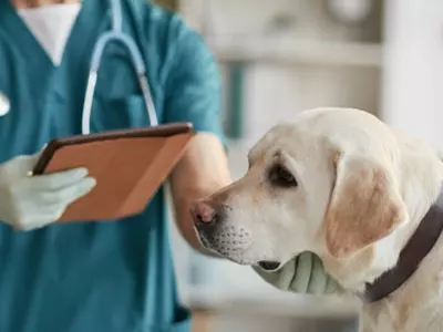 Dogs Get Anxious To Go To The Vet Just Like Us, Study Finds