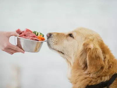 Vegan Diet Better For Dog Health Compared To Conventional Meat Diets, Study Finds