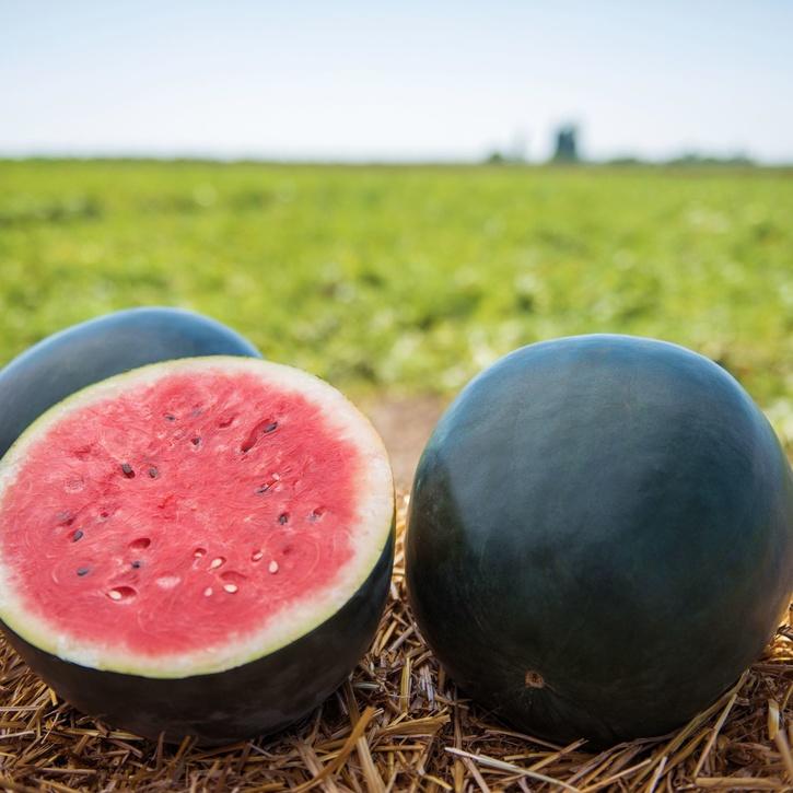 Black Watermelon 