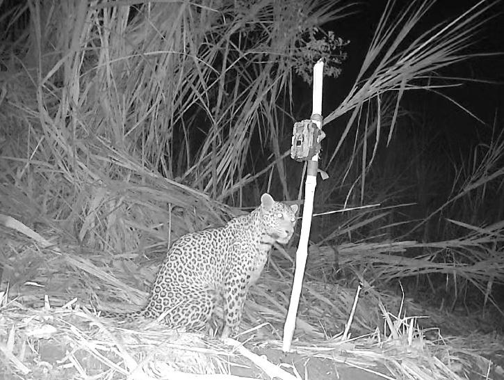 Explained: Growing Human-Animal Conflict In Maharashtra's Sugarcane Harvest Season Explained: Growing Human-Animal Conflict In Maharashtra's Sugarcane Harvest Season