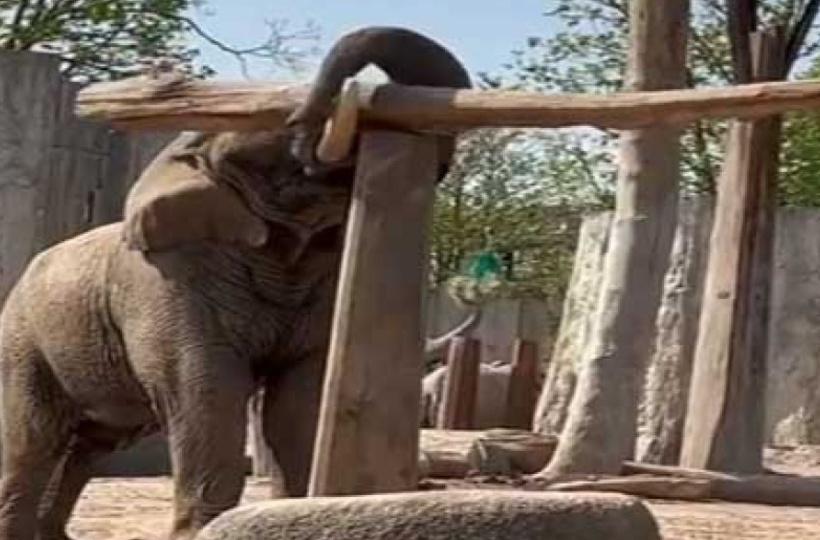 Elephant Places Log Perfectly Over Pillar In Viral Video Elephant Places Log Perfectly Over Pillar In Viral Video