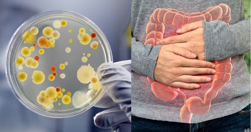 Newly designed bacteria protect intestinal healthy microbes from antibiotics