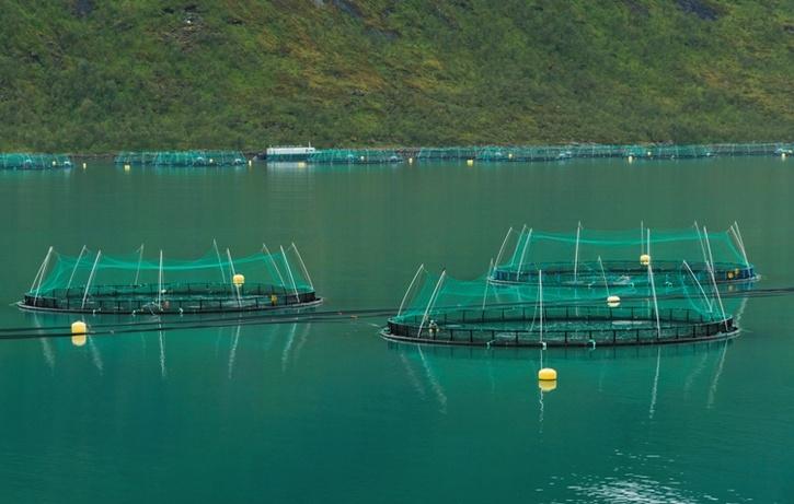 fish-farming-