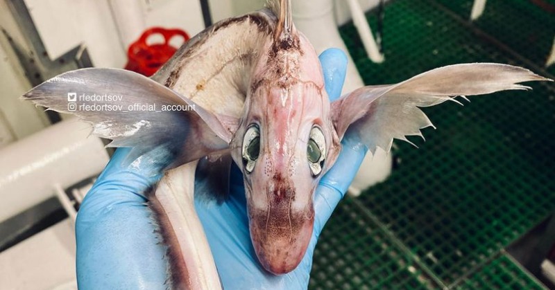 Fisherman Catches Bizarre 'Baby Dragon' Sea Creature