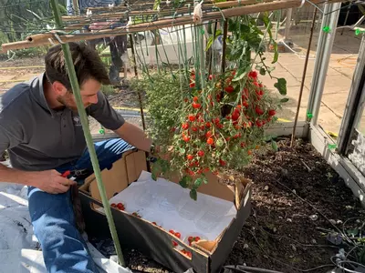 Guinness World Record for the most tomatoes on a single stem.