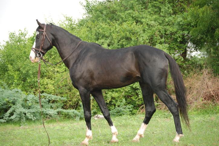 Black Marwari Horse 