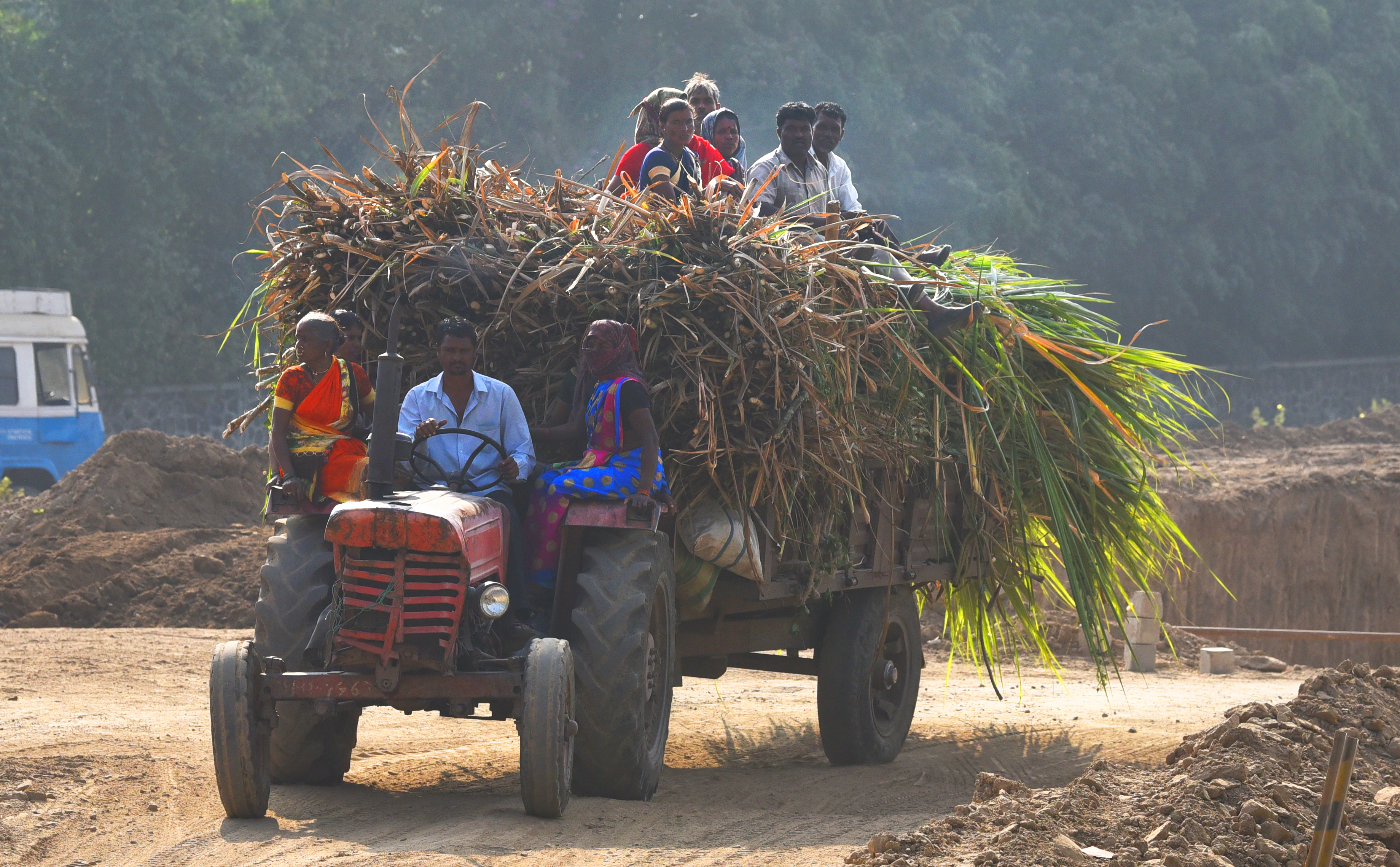 Human-Animal Conflict In Maharashtra's Sugarcane Harvest Season