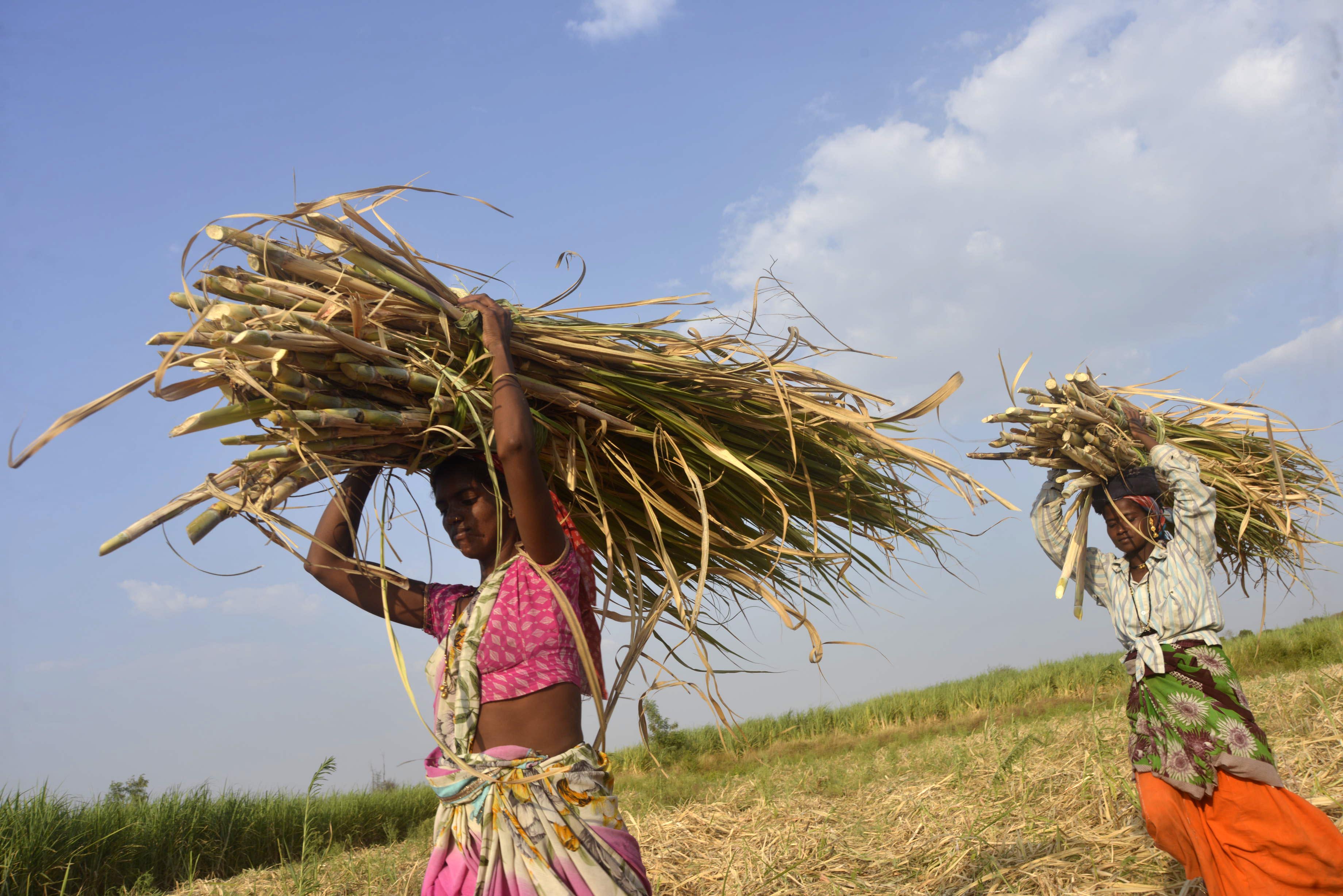 Human-Animal Conflict In Maharashtra's Sugarcane Harvest Season