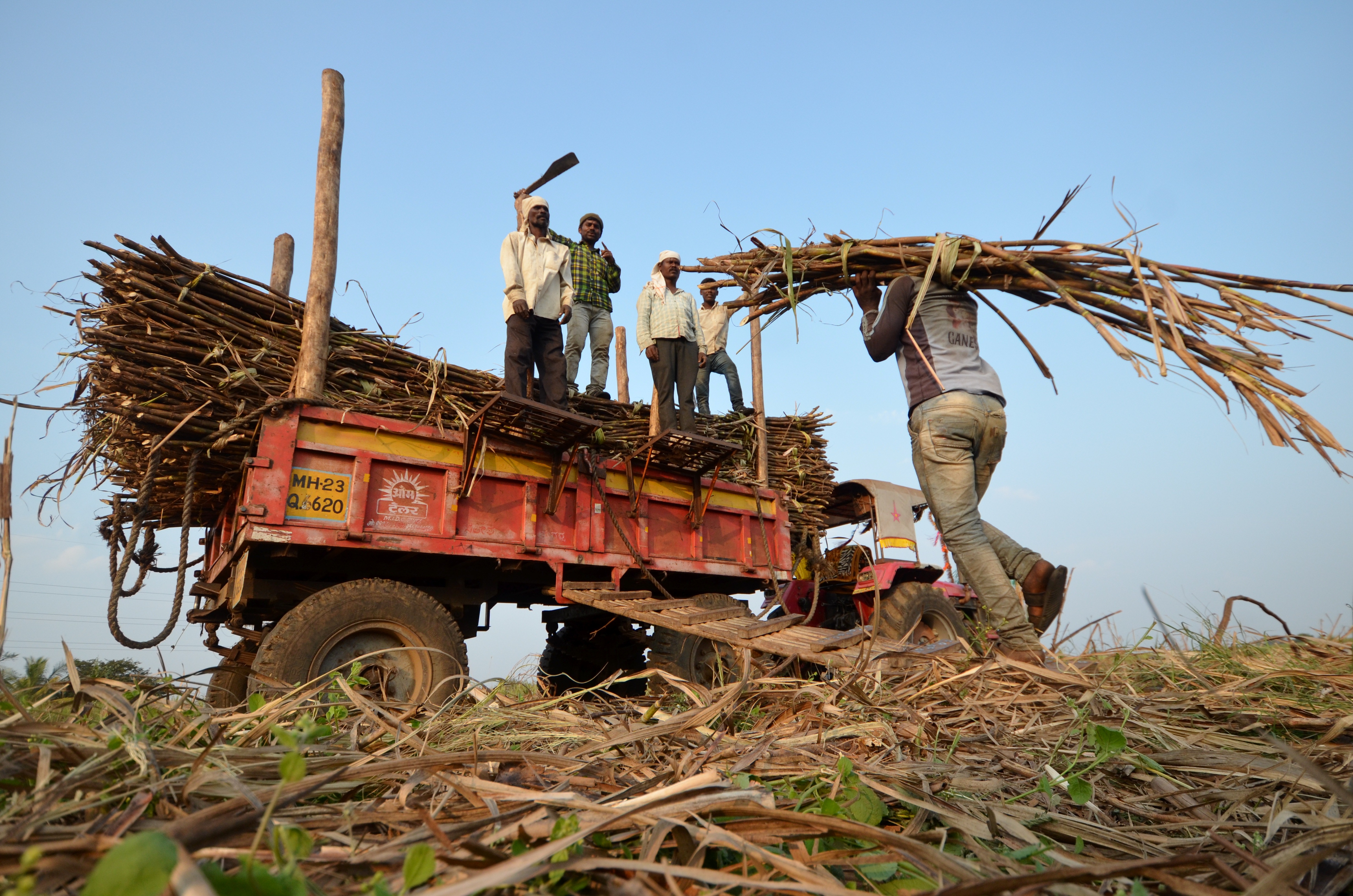 Human-Animal Conflict In Maharashtra's Sugarcane Harvest Season