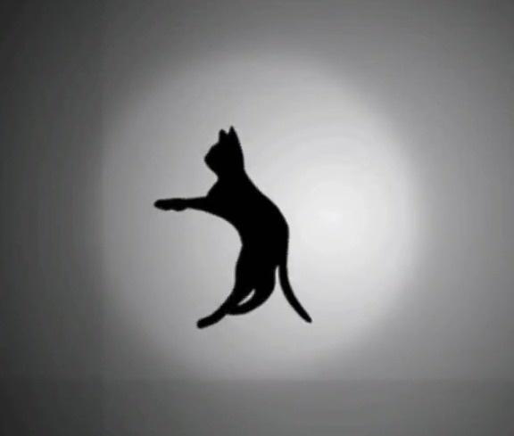 Optical Illusion Of A Spinning Cat Leaves Internet Puzzled