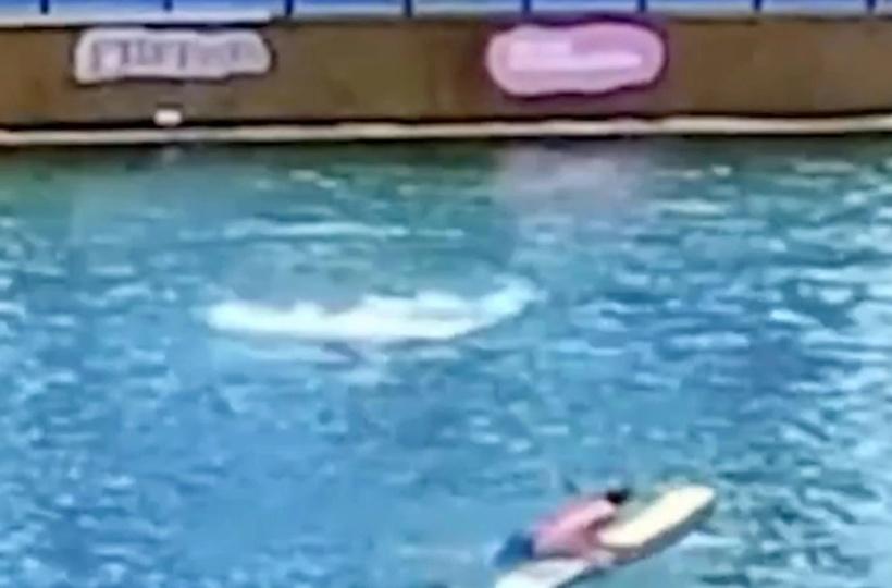 Video Shows Dolphin Attacking Trainer During Miami Seaquarium Show