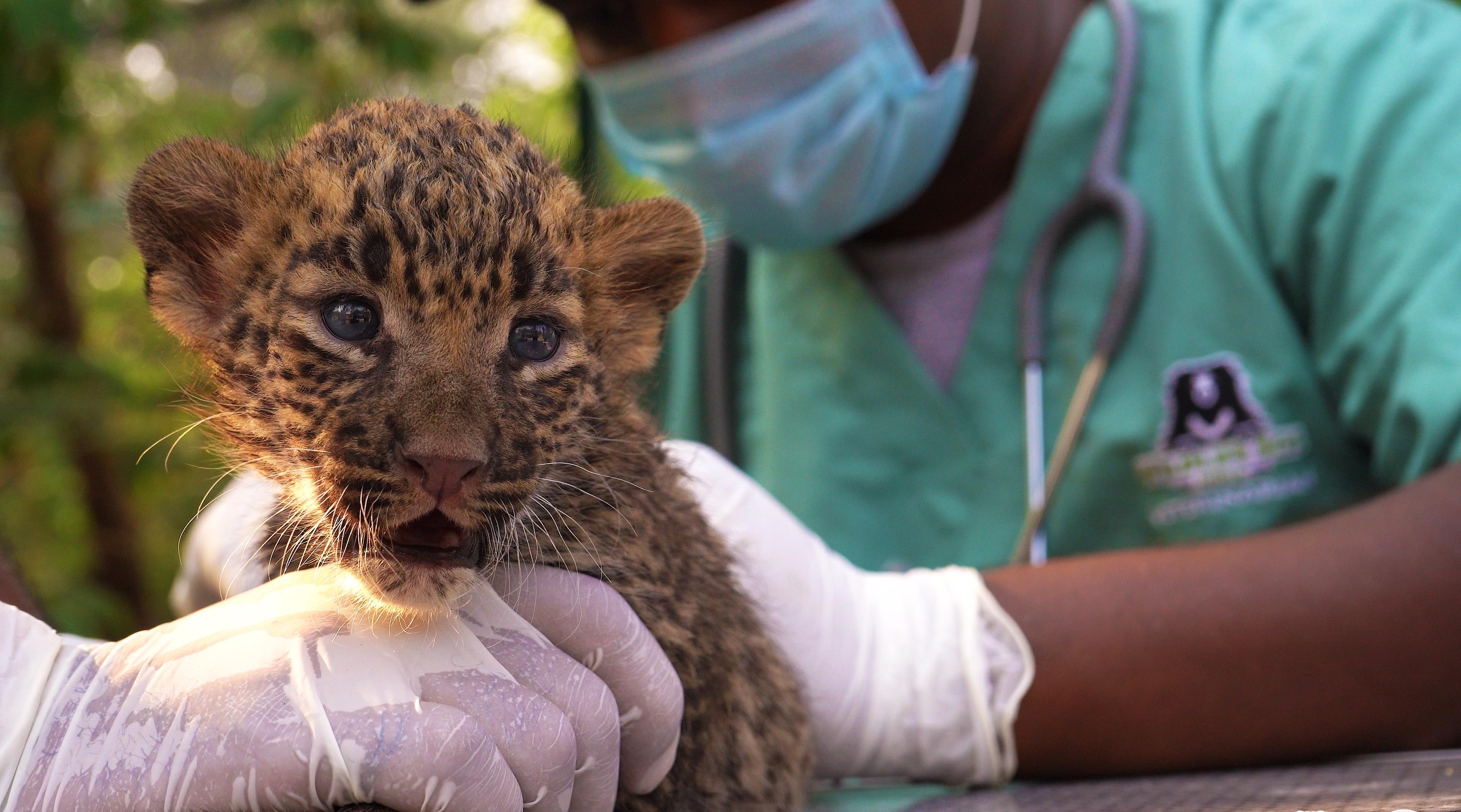 Human-Animal Conflict In Maharashtra's Sugarcane Harvest Season
