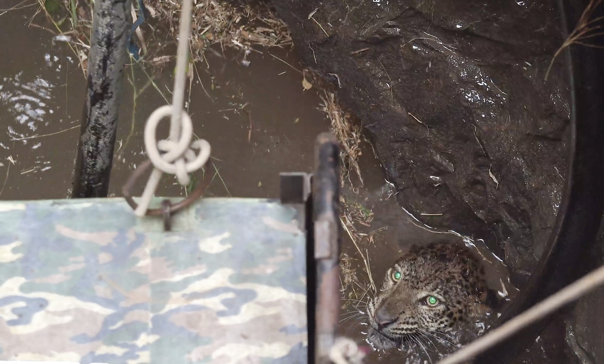 Human-Animal Conflict In Maharashtra's Sugarcane Harvest Season