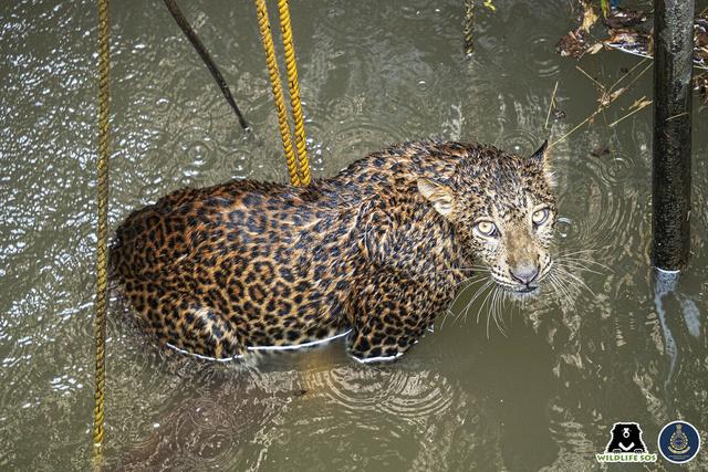 Explained: Growing Human-Animal Conflict In Maharashtra's Sugarcane Harvest Season Explained: Growing Human-Animal Conflict In Maharashtra's Sugarcane Harvest Season