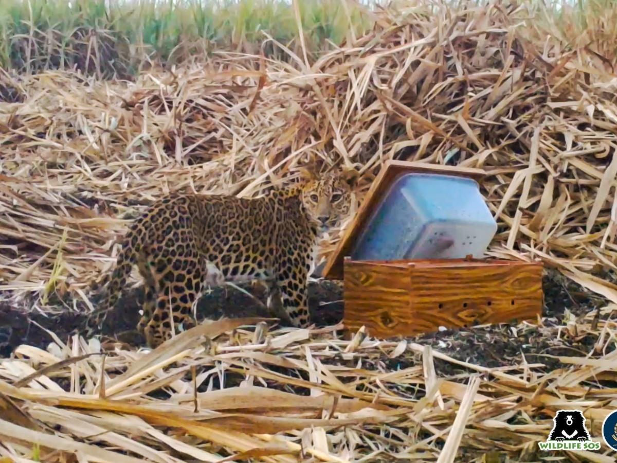 Explained: Growing Human-Animal Conflict In Maharashtra's Sugarcane Harvest  Season