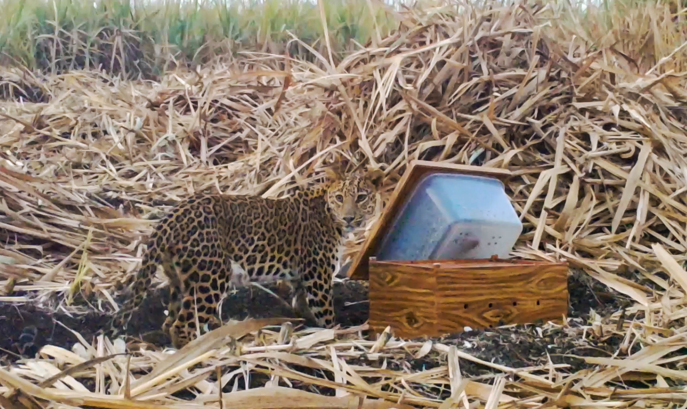 Human-Animal Conflict In Maharashtra's Sugarcane Harvest Season