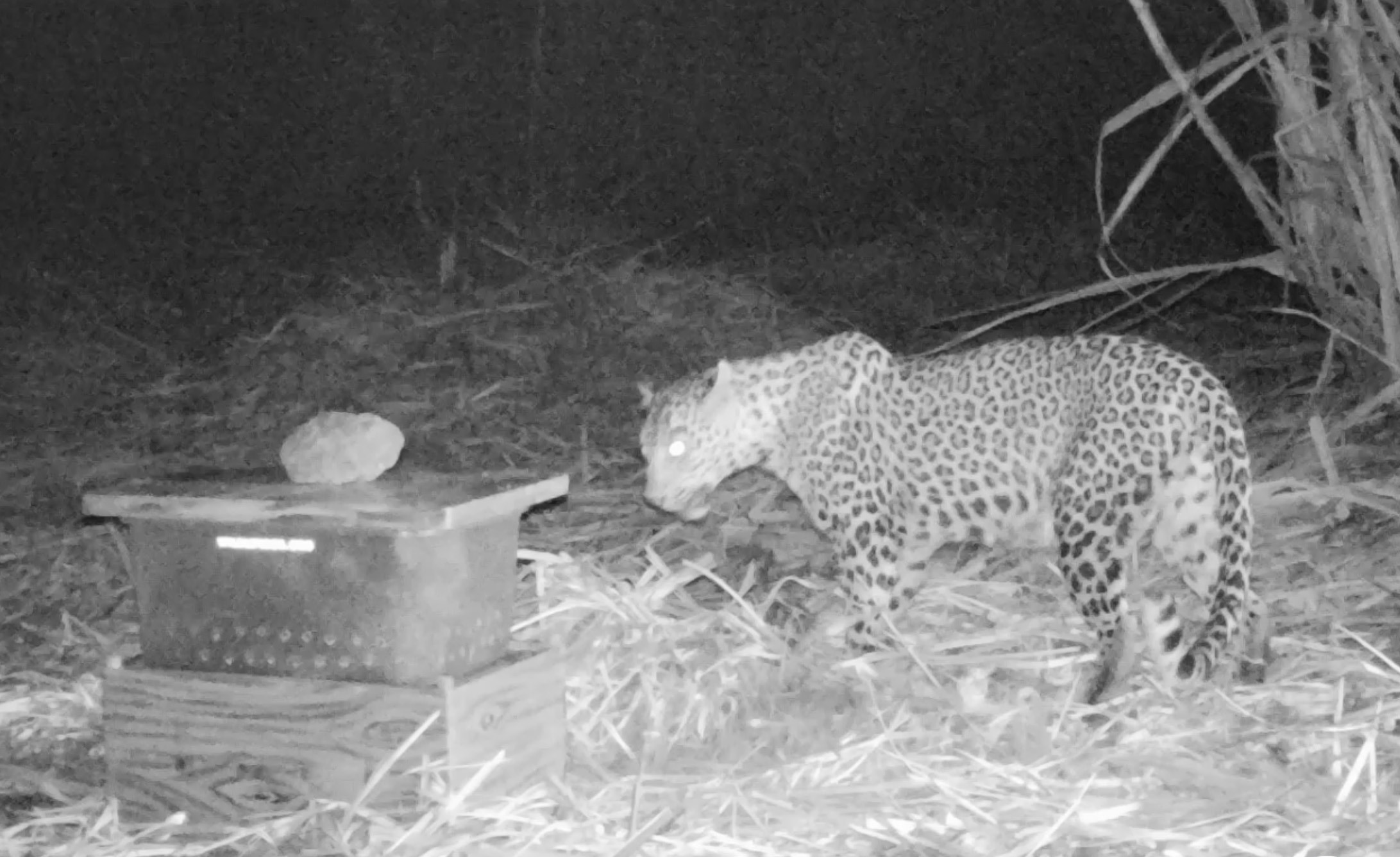 Human-Animal Conflict In Maharashtra's Sugarcane Harvest Season