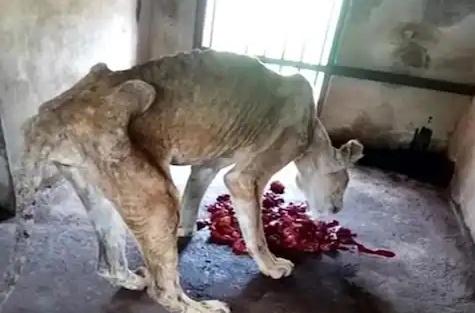 Lion in zoo