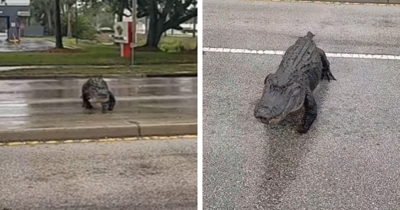 Alligator With Missing Foot Crosses Road In Florida