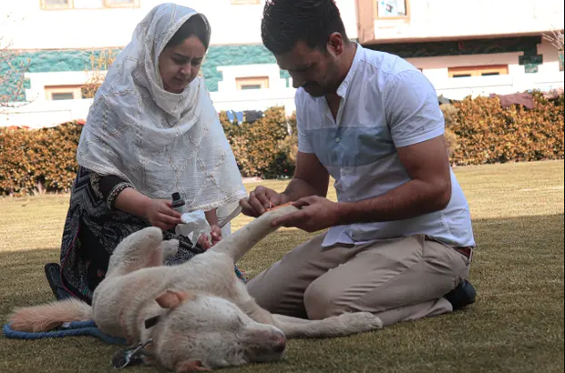 At Kashmir's Only Animal Rescue Centre: 1000 Strays, Horses And A Donkey