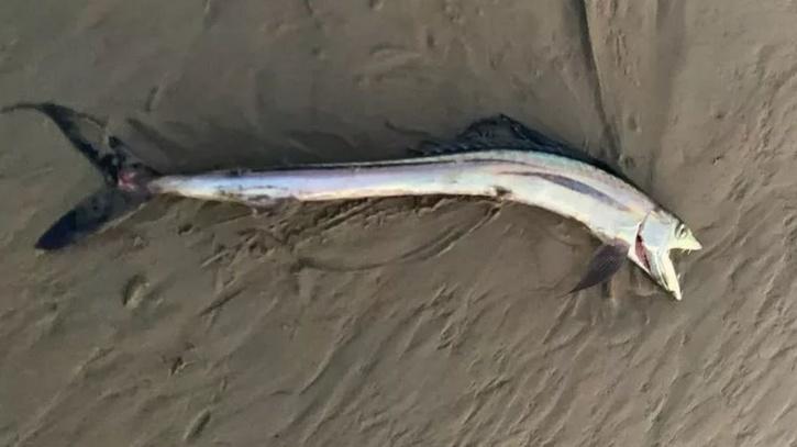 dracula fish found by beach walker in California 