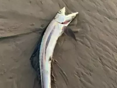 dracula fish found by beach walker in California 