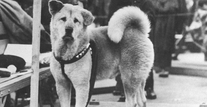 Hachiko Japan