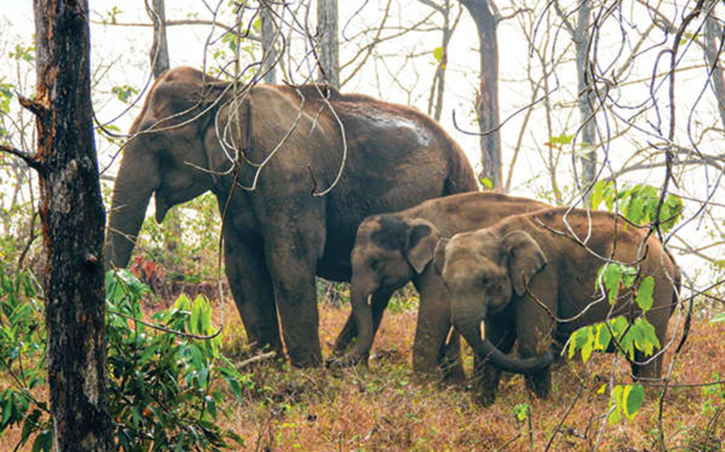 Elephant Gives Birth To Twin Calves In Karnataka's Bandipur Reserve ...